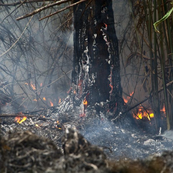 O ganha-ganha por trás das queimadas da Amazônia [parte 2]